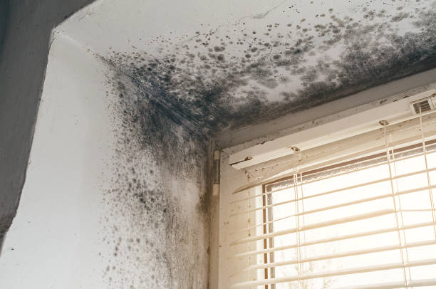 Trusted Black Mold Removal service in Henderson, TN - Cheap Mold Removal